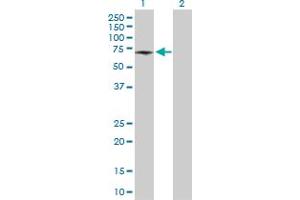 Western Blot analysis of ATP6V1B1 expression in transfected 293T cell line by ATP6V1B1 MaxPab polyclonal antibody.
