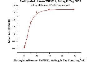 ELISA image for Tumor Necrosis Factor (Ligand) Superfamily, Member 11 (TNFSF11) (AA 64-245) (Active) protein (AVI tag,Fc Tag,Biotin) (ABIN6386415)