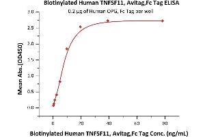 Immobilized Human OPG, Fc Tag (ABIN2181850,ABIN2181849) at 2 μg/mL (100 μL/well) can bind Biotinylated Human TNFSF11, Avitag,Fc Tag (ABIN6386415,ABIN6388268) with a linear range of 0. (RANKL Protein (AA 64-245) (AVI tag,Fc Tag,Biotin))