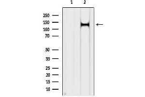 anti-Period Circadian Protein 2 (PER2) (Internal Region) antibody