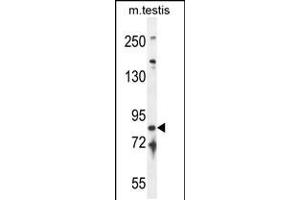 Western blot analysis in mouse testis tissue lysates (35ug/lane). (IFT81 抗体  (C-Term))