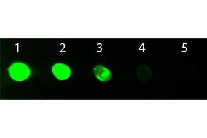 Dot Blot (DB) image for Goat anti-Rat IgG (Fc Region) antibody (FITC) (ABIN102201)