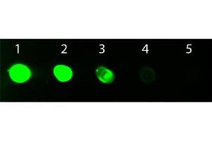 Dot Blot of Goat anti-Rat IgG Fc Antibody Fluorescein Conjugated. (山羊 anti-大鼠 IgG (Fc Region) Antibody (FITC) - Preadsorbed)