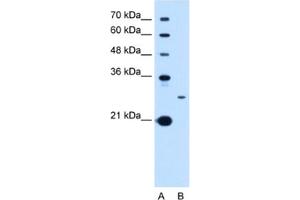 Western Blotting (WB) image for anti-Tetraspanin 15 (TSPAN15) antibody (ABIN2463029) (Tetraspanin 15 抗体)