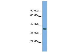 PRSS22 antibody used at 1 ug/ml to detect target protein. (PRSS22 抗体  (N-Term))