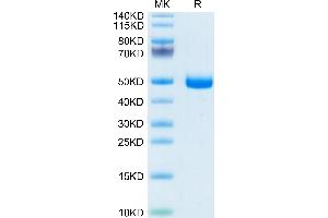 GFRA3 Protein (AA 29-379) (His tag)