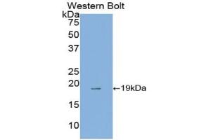 Western Blotting (WB) image for Annexin A4 (ANXA4) ELISA Kit (ABIN6720590)