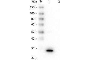 Western Blot of Mouse anti-GSTZ1 Monoclonal Antibody. (GSTZ1 抗体  (GST tag))