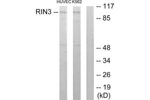 Western blot analysis of extracts from HUVEC cells and K562 cells, using RIN3 antibody. (RIN3 抗体  (Internal Region))