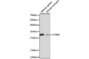 Western blot analysis of extracts of various cell lines, using CTRB1 antibody. (CTRB1 抗体)