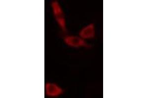 ABIN6266813 staining K-562 cells by IF/ICC.