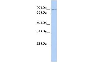 WB Suggested Anti-NFE2L1 Antibody Titration:  0. (NFE2L1 抗体  (Middle Region))
