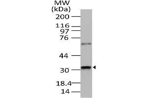 Image no. 1 for anti-Retina and Anterior Neural Fold Homeobox (RAX) (AA 100-313) antibody (ABIN5027505) (RAX 抗体  (AA 100-313))