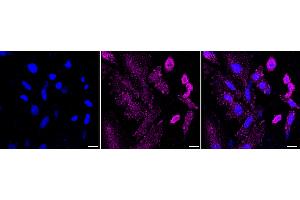 anti-Egl-9 Family Hypoxia Inducible Factor 3 (EGLN3) antibody