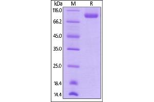Biotinylated Human Neuropilin-1, His,Avitag on  under reducing (R) condition. (Neuropilin 1 Protein (NRP1) (AA 22-644) (His tag,AVI tag,Biotin))