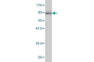 Western Blot detection against Immunogen (77. (POLK 抗体  (AA 1-472))