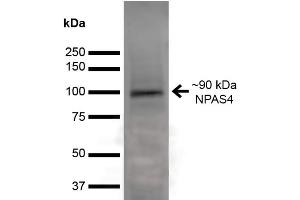 Western Blot analysis of Rat Brain showing detection of ~90 kDa NPAS4 protein using Mouse Anti-NPAS4 Monoclonal Antibody, Clone S408-79 . (NPAS4 抗体  (AA 597-802))