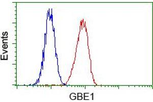Flow cytometric analysis of Hela cells, using anti-GBE1 antibody (ABIN2453066), (Red) compared to a nonspecific negative control antibody (TA50011) (Blue). (GBE1 抗体)