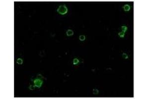 Immunofluorescence of TACE in HeLa cells with TACE at 10 µg/ml. (ADAM17 抗体  (C-Term))