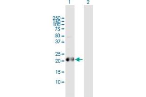Western Blot analysis of BCL2L10 expression in transfected 293T cell line by BCL2L10 MaxPab polyclonal antibody.