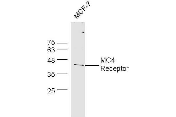 MC4R 抗体  (AA 1-50)