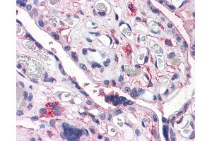 Anti-CD26 antibody IHC of human placenta. (DPP4 抗体  (Internal Region))