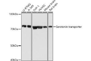 Western blot analysis of extracts of various cell lines, using Serotonin transporter antibody (ABIN7270477) at 1:1000 dilution. (SLC6A4 抗体  (C-Term))