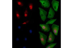 ABIN6260374 and ABIN6279100 staining  cells by IF/ICC. (RPP25L 抗体  (C-Term))