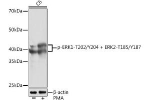 Western blot analysis of extracts of C6 cells, using Phospho-ERK1-T202/Y204 + ERK2-T185/Y187 Rabbit mAb (ABIN7268623) at 1:1000 dilution. (ERK1 抗体  (pThr185, pThr202, pThr204, pTyr187))