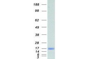 Validation with Western Blot