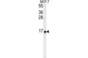 Western Blotting (WB) image for anti-Ribosomal Protein S26 (RPS26) antibody (ABIN3002285) (RPS26 抗体)