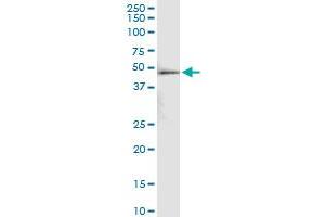 Immunoprecipitation (IP) image for anti-Excision Repair Cross-Complementing Rodent Repair Deficiency, Complementation Group 8 (ERCC8) (AA 1-396) antibody (ABIN514436)
