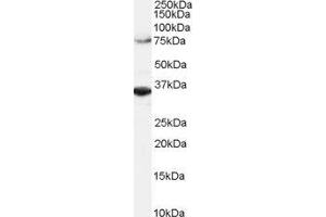 ABIN2564288 (2µg/ml) staining of Hela lysate (RIPA buffer, 1. (ORC3 抗体  (C-Term))