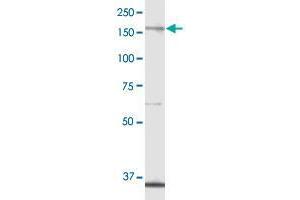 ALPK1 MaxPab polyclonal antibody. (ALPK1 抗体  (AA 1-1085))