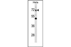 Western blot analysis of Epsin-1  Antibody  in Hela cell line lysates (35ug/lane). (Epsin 1 抗体  (Middle Region))