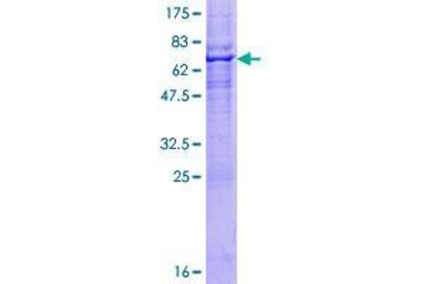 RNF150 Protein (AA 1-314) (GST tag)