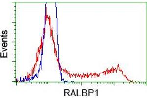 HEK293T cells transfected with either pCMV6-ENTRY RALBP1 (RC201524) (Red) or empty vector control plasmid (Blue) were immunostained with anti-RALBP1 mouse monoclonal (ABIN2453579), and then analyzed by flow cytometry. (RALBP1 抗体)