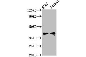 Western Blot Positive WB detected in: K562 whole cell lysate, Jurkat whole cell lysate All lanes: PURG antibody at 5 μg/mL Secondary Goat polyclonal to rabbit IgG at 1/50000 dilution Predicted band size: 40, 37 kDa Observed band size: 40 kDa (PURG 抗体  (AA 242-345))