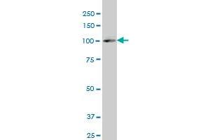 Western Blotting (WB) image for anti-Sterol Regulatory Element Binding Transcription Factor 2 (SREBF2) (AA 801-900) antibody (ABIN562995)