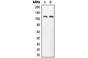 Western blot analysis of p116 Rip expression in U251MG (A), NIH3T3 (B) whole cell lysates. (MPRIP 抗体  (Center))