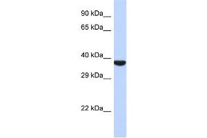 Host:  Rabbit  Target Name:  TMPPE  Sample Type:  721_B Whole cell lysates  Antibody Dilution:  1. (TMPPE 抗体  (N-Term))