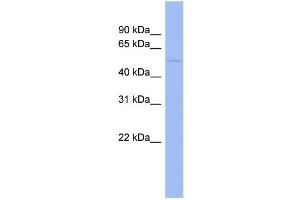 WB Suggested Anti-EFEMP1  Antibody Titration: 0.