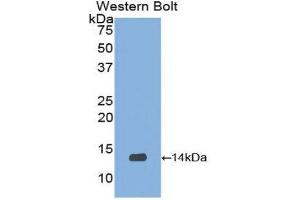 Western Blotting (WB) image for anti-Urocortin 2 (UCN2) (AA 20-112) antibody (ABIN1078641) (Urocortin 2 抗体  (AA 20-112))