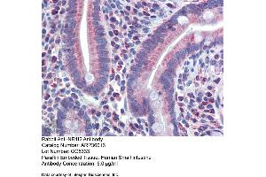 Immunohistochemistry with Human Small Intestine tissue at an antibody concentration of 5. (NR1I2 抗体  (N-Term))