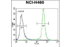 Flow cytometric analysis of NCI-H460 cells (right histogram) compared to a negative control cell (left histogram). (GABRA4 抗体  (AA 333-361))