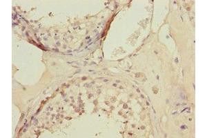 Immunohistochemistry of paraffin-embedded human testis tissue using ABIN7157736 at dilution of 1:100 (KLF9 抗体  (AA 1-150))