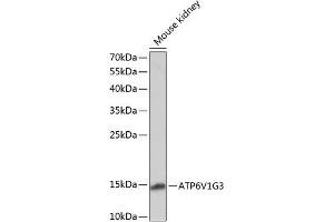 Western blot analysis of extracts of mouse kidney, using V1G3 antibody (ABIN7265759) at 1:1000 dilution. (ATP6V1G3i 抗体  (AA 1-118))