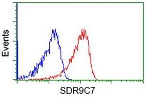 HEK293T cells transfected with either RC210941 overexpress plasmid (Red) or empty vector control plasmid (Blue) were immunostained by anti-SDR9C7 antibody (ABIN2453634), and then analyzed by flow cytometry. (SDR9C7 抗体)