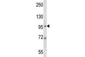 MCM6 antibody western blot analysis in 293 lysate.