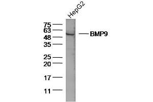 Lane 1: Human HepG2 lysates probed with BMP9 Polyclonal Antibody, Unconjugated  at 1:300 overnight at 4˚C.